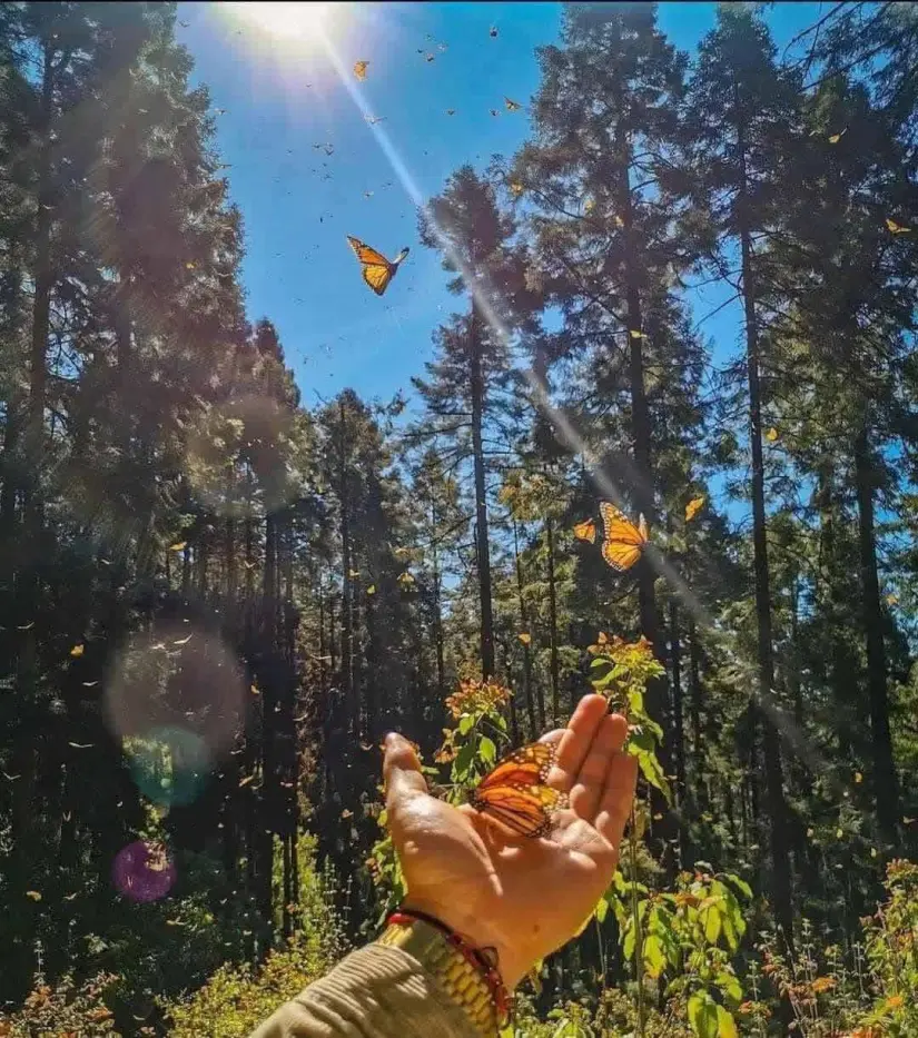 Santuario mariposa monarca en Michoacán