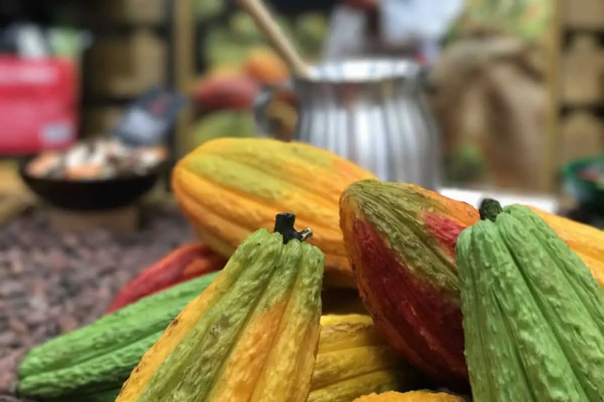 El cacao fue el commodity agrícola más destacado del 2024, según un listado publicado por el sitio web TradingEconomics, que confirma un alza del 135% en su precio.