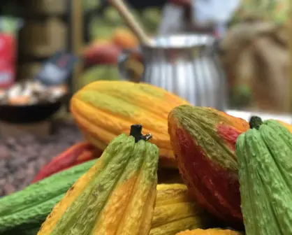 Cacao y café, los commodities agrícolas más rentables del 2024