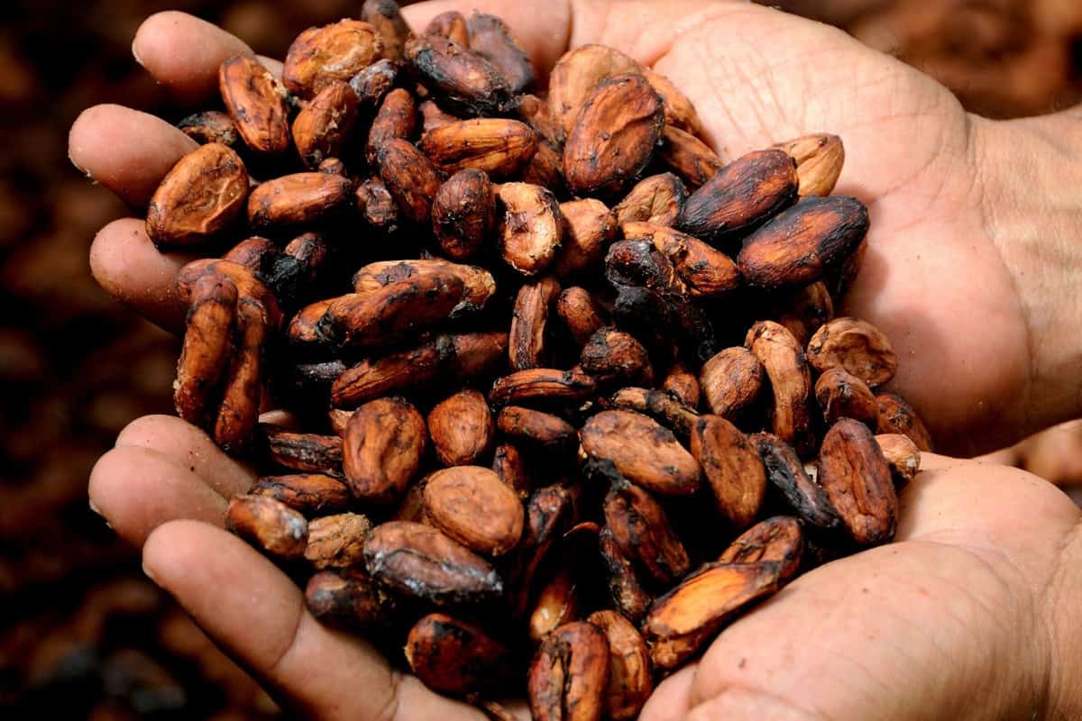 Cacao y café, los commodities agrícolas más rentables del 2024