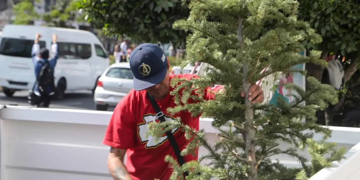 Mazatlán invita a reciclar árboles navideños: Conviértelos en composta y decoración.