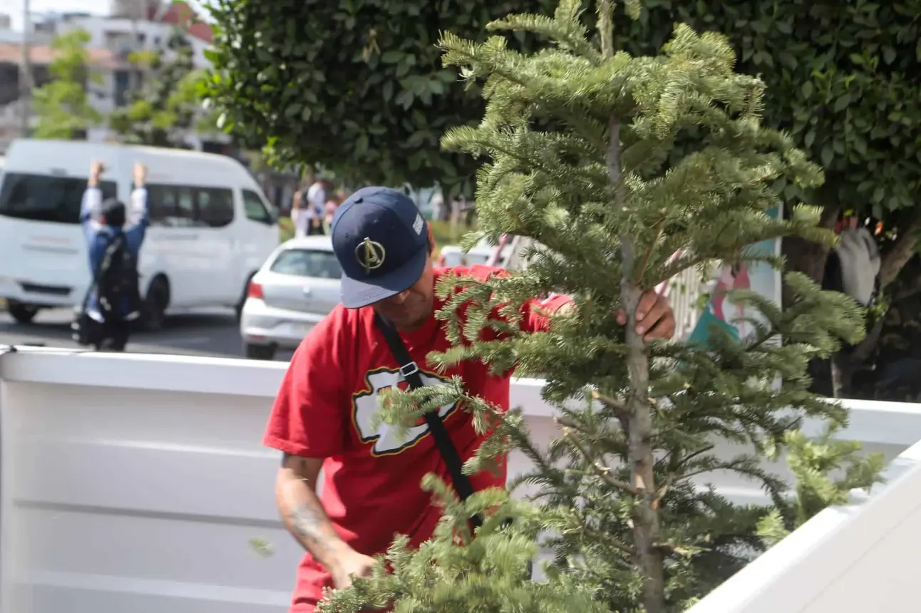 Mazatlán invita a reciclar árboles navideños: Conviértelos en composta y decoración.