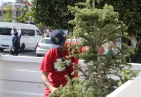 ¿No sabes qué hacer con tu pinito navideño? Lleva tu árbol a los centros de acopio en Mazatlán