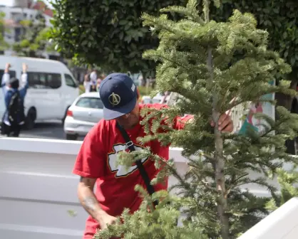 ¿No sabes qué hacer con tu pinito navideño? Lleva tu árbol a los centros de acopio en Mazatlán