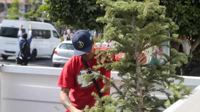 Mazatlán invita a reciclar árboles navideños: Conviértelos en composta y decoración.