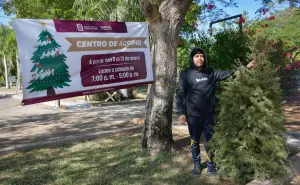 ¡Recicla tu árbol de Navidad! Ubica los centros de acopio en Culiacán