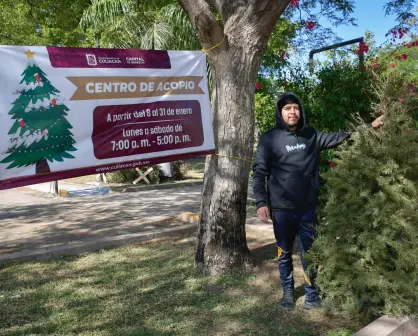 ¡Recicla tu árbol de Navidad! Ubica los centros de acopio en Culiacán