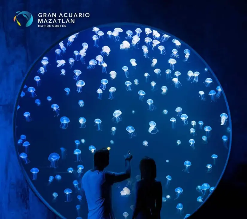 el Gran Acuario de Mazatlán te ofrece las mejores vistas. Foto: Instagram