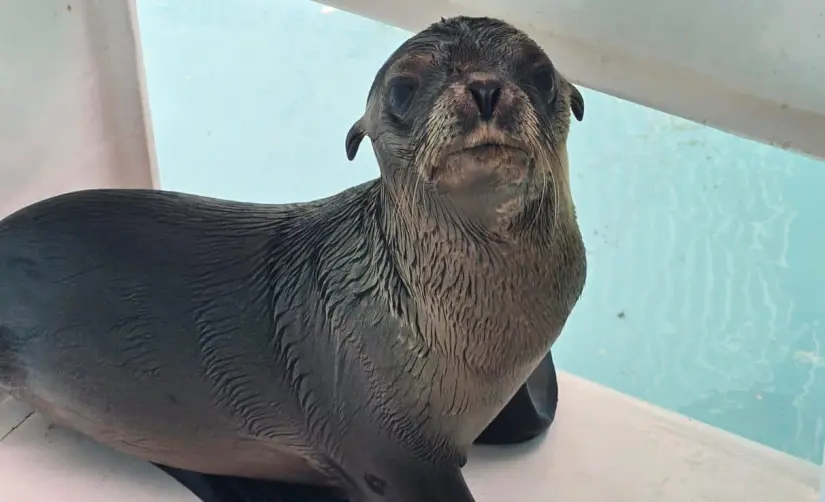 Lobo marino rescatado en canales de Mazatlán. Foto: Cortesía