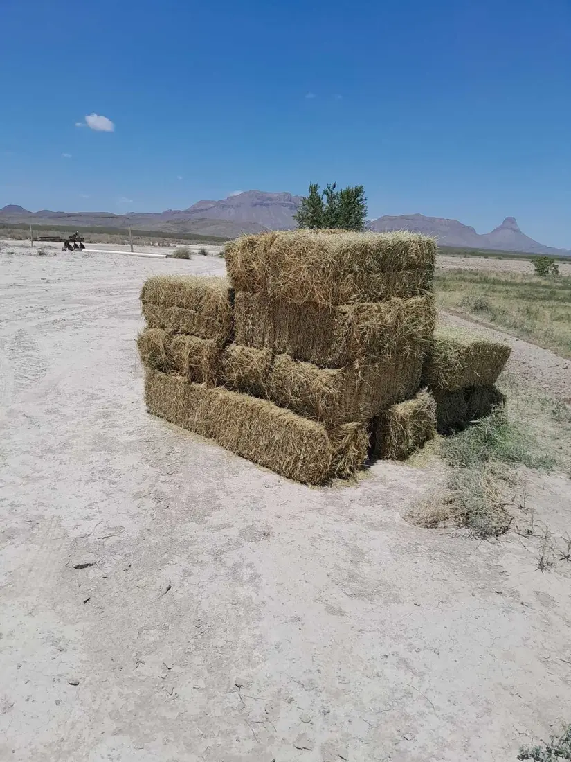 Pacas de alfalfa