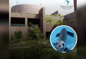 Equipo del Gran Acuario rescata a lobo marino en los canales de la Marina Mazatlán