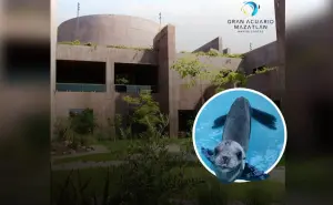 Equipo del Gran Acuario rescata a lobo marino en los canales de la Marina Mazatlán