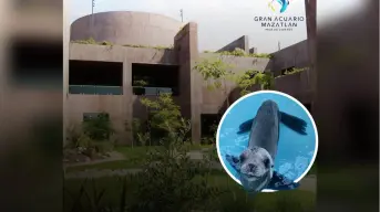 Equipo del Gran Acuario rescata a lobo marino en los canales de la Marina Mazatlán