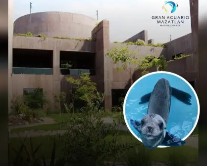 Equipo del Gran Acuario rescata a lobo marino en los canales de la Marina Mazatlán