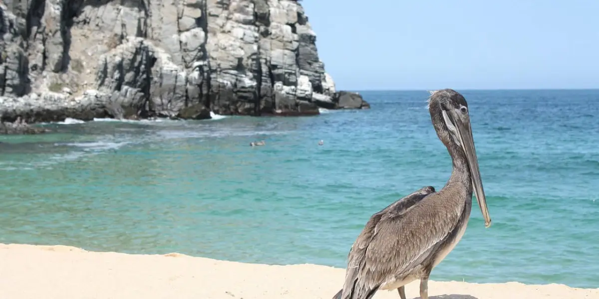 Pelícano en una playa en la Región de Cortes. Foto. Pixabay.