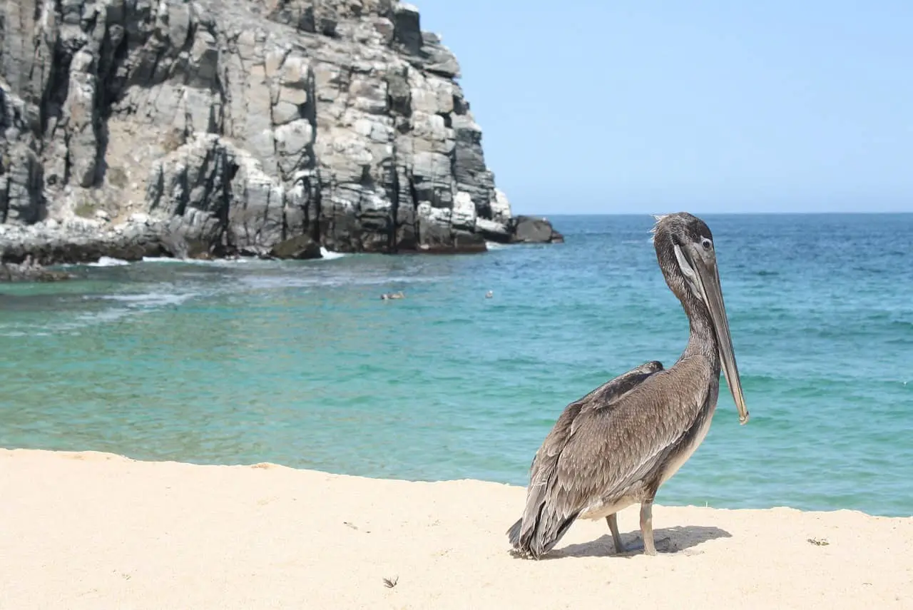 Pelícano en una playa en la Región de Cortes. Foto. Pixabay.