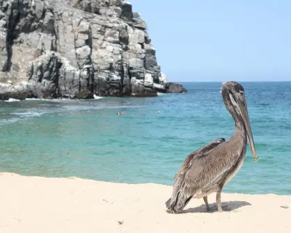 Descubre el Mar de Cortés y sus maravillas: Vuelos Internacionales