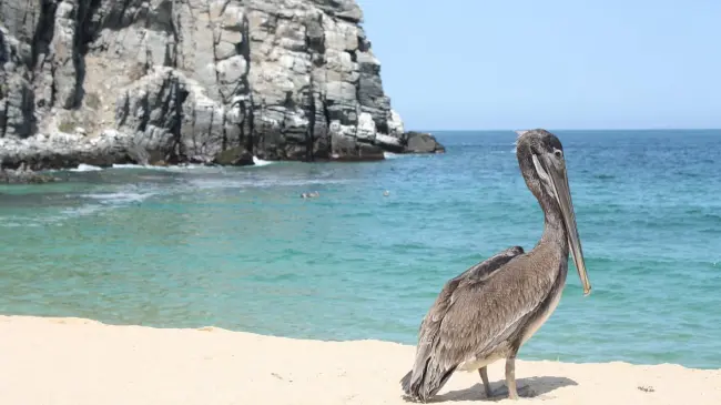 Pelícano en una playa en la Región de Cortes. Foto. Pixabay.