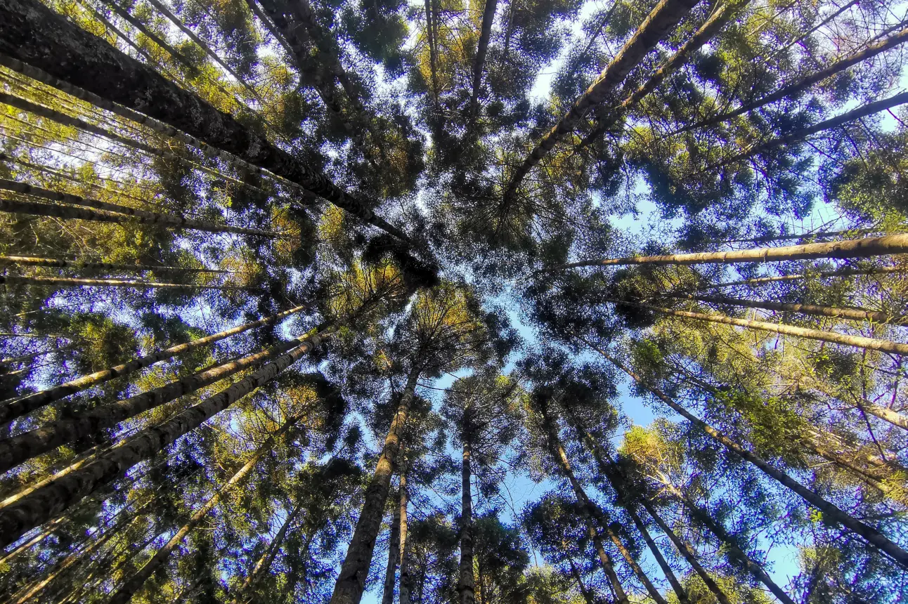 El bosque de Mineral del Chico, ubicado en el estado de Hidalgo, México, se erige como un santuario natural donde la biodiversidad y la serenidad se entrelazan. FOTOS: Esteban López Turquie