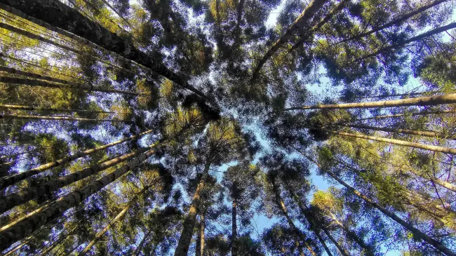 El bosque de Mineral del Chico, ubicado en el estado de Hidalgo, México, se erige como un santuario natural donde la biodiversidad y la serenidad se entrelazan. FOTOS: Esteban López Turquie