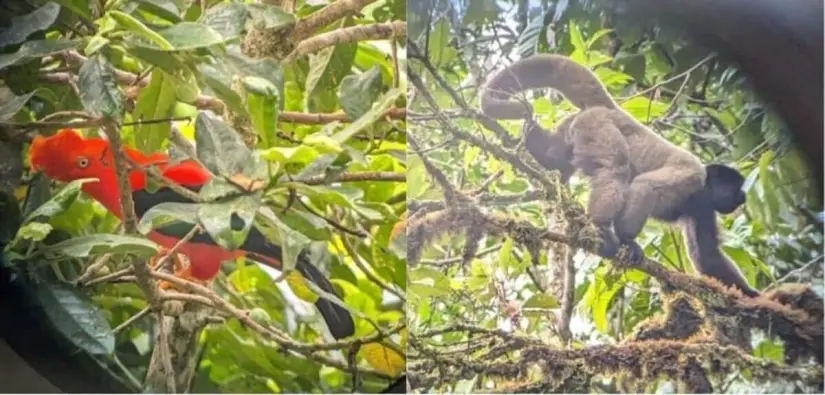 Especies en la selva peruana.  Foto: Saemi Nakasone