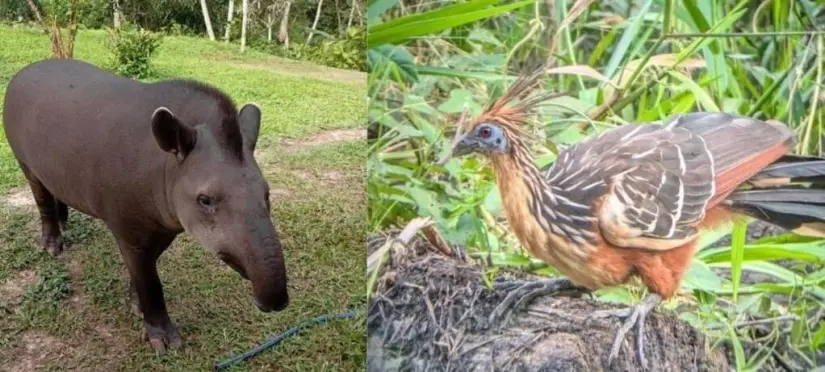 Natura, un tapir hembra, y el ave hoatzin. Foto: Saemi Nakasone