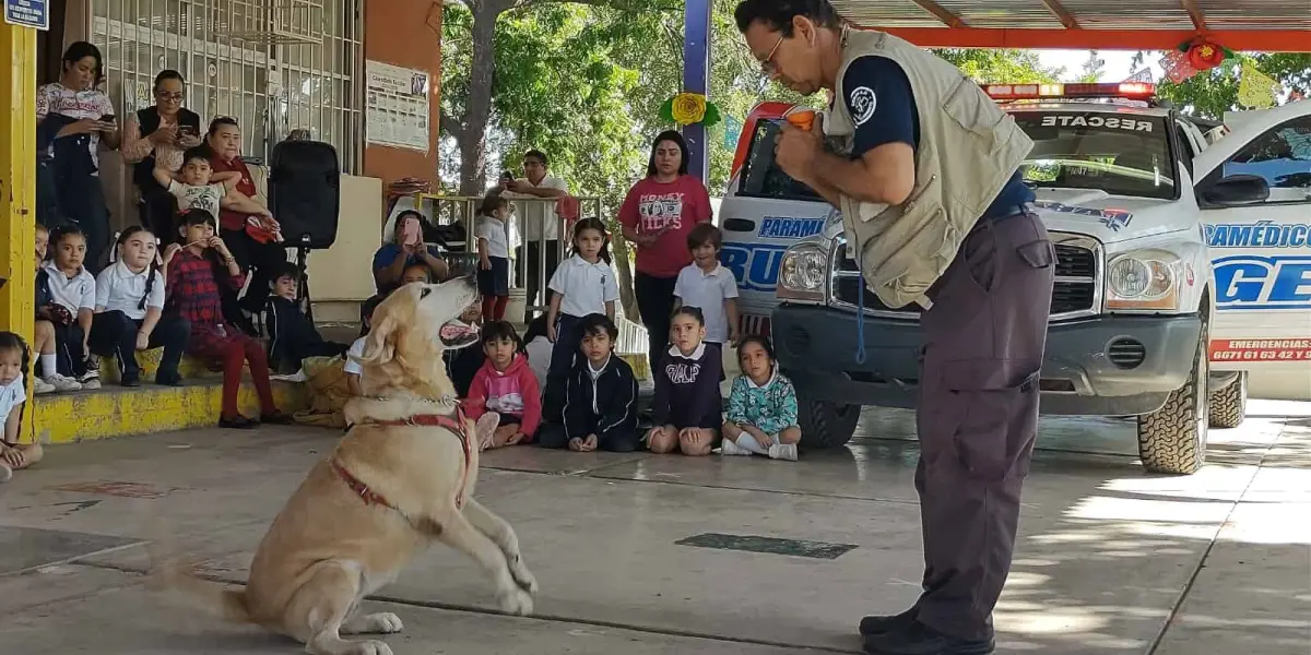 Originalmente, la perrita Wanda inició su trayectoria en el ámbito deportivo, destacándose en actividades físicas antes de ser entrenada para desempeñar su labor actual en el rescate. Foto: Juan Madrigal