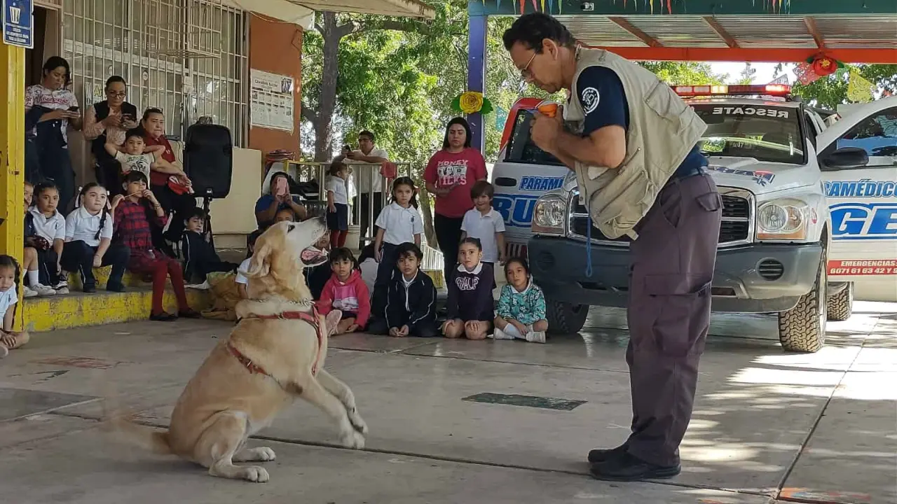 Originalmente, la perrita Wanda inició su trayectoria en el ámbito deportivo, destacándose en actividades físicas antes de ser entrenada para desempeñar su labor actual en el rescate. Foto: Juan Madrigal