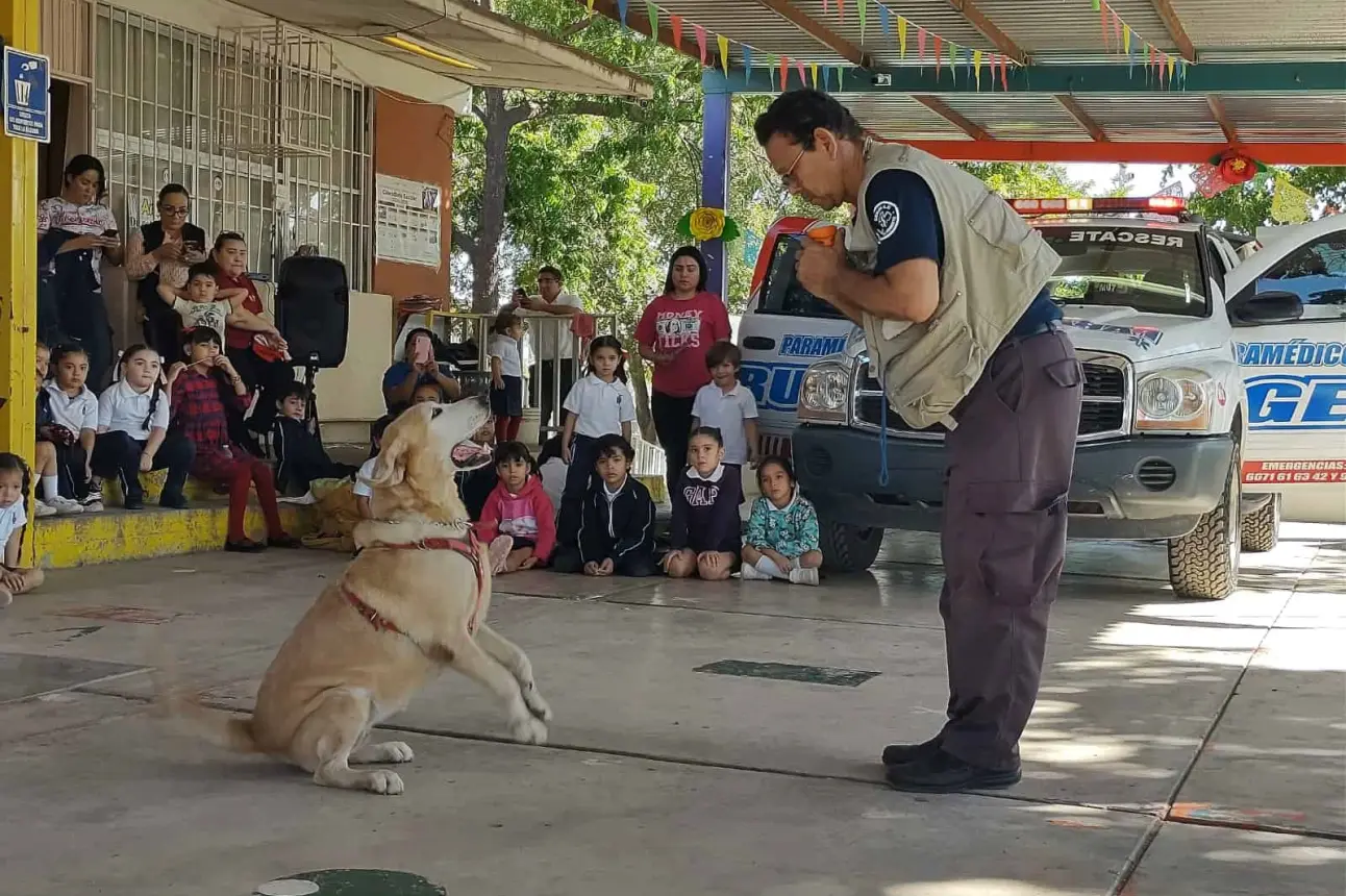 Originalmente, la perrita Wanda inició su trayectoria en el ámbito deportivo, destacándose en actividades físicas antes de ser entrenada para desempeñar su labor actual en el rescate. Foto: Juan Madrigal