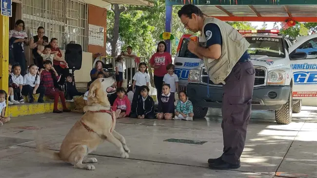 Originalmente, la perrita Wanda inició su trayectoria en el ámbito deportivo, destacándose en actividades físicas antes de ser entrenada para desempeñar su labor actual en el rescate. Foto: Juan Madrigal