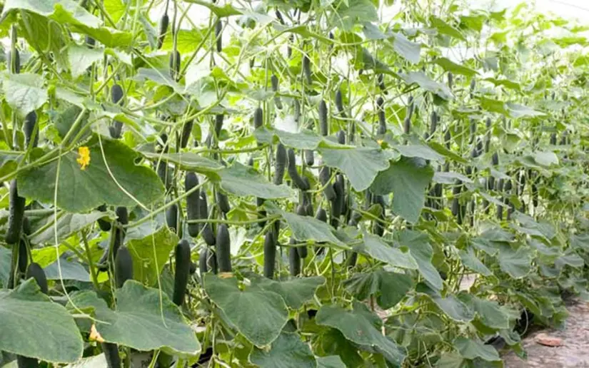 Agricultura de Sinaloa