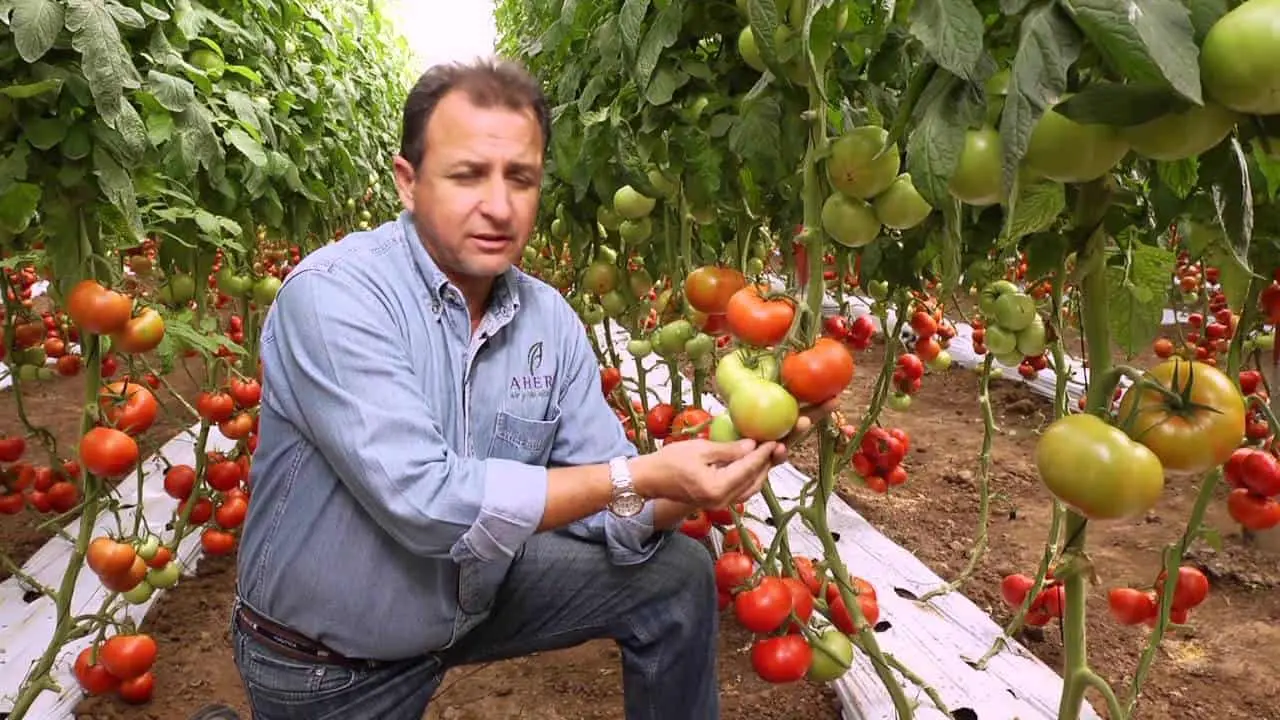 Producción de tomate de exportación en Sinaloa. Foto Aherm Seeds