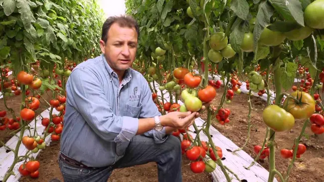 Producción de tomate de exportación en Sinaloa. Foto Aherm Seeds
