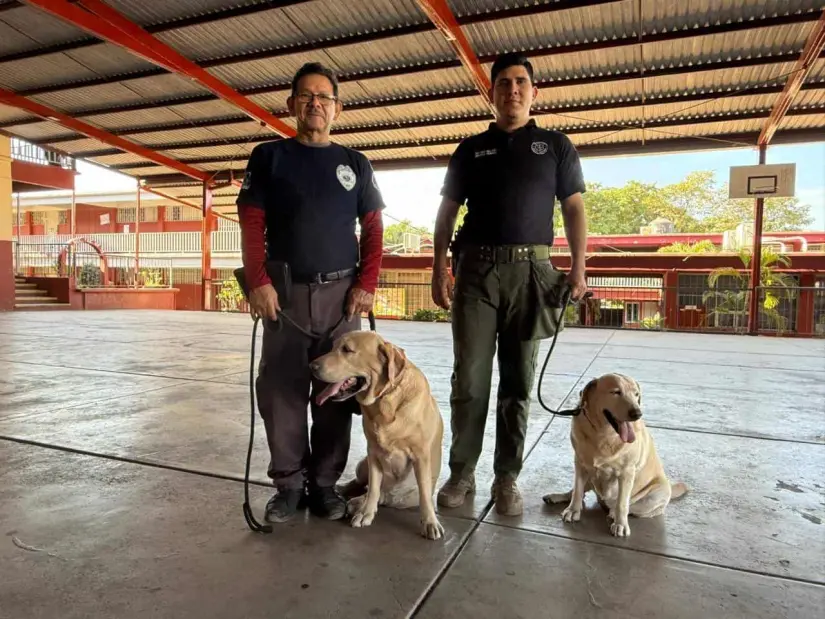 Labradores de GERUM