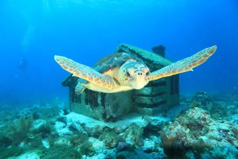  Museo Subacuático de Cancún. Foto: Cortesía