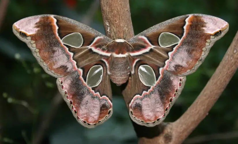 Ejemplar de Mariposa Cuatro Espejos