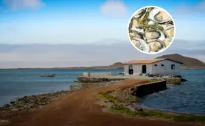 La joya de Baja California que es cuna de ostiones y abulón de alta calidad