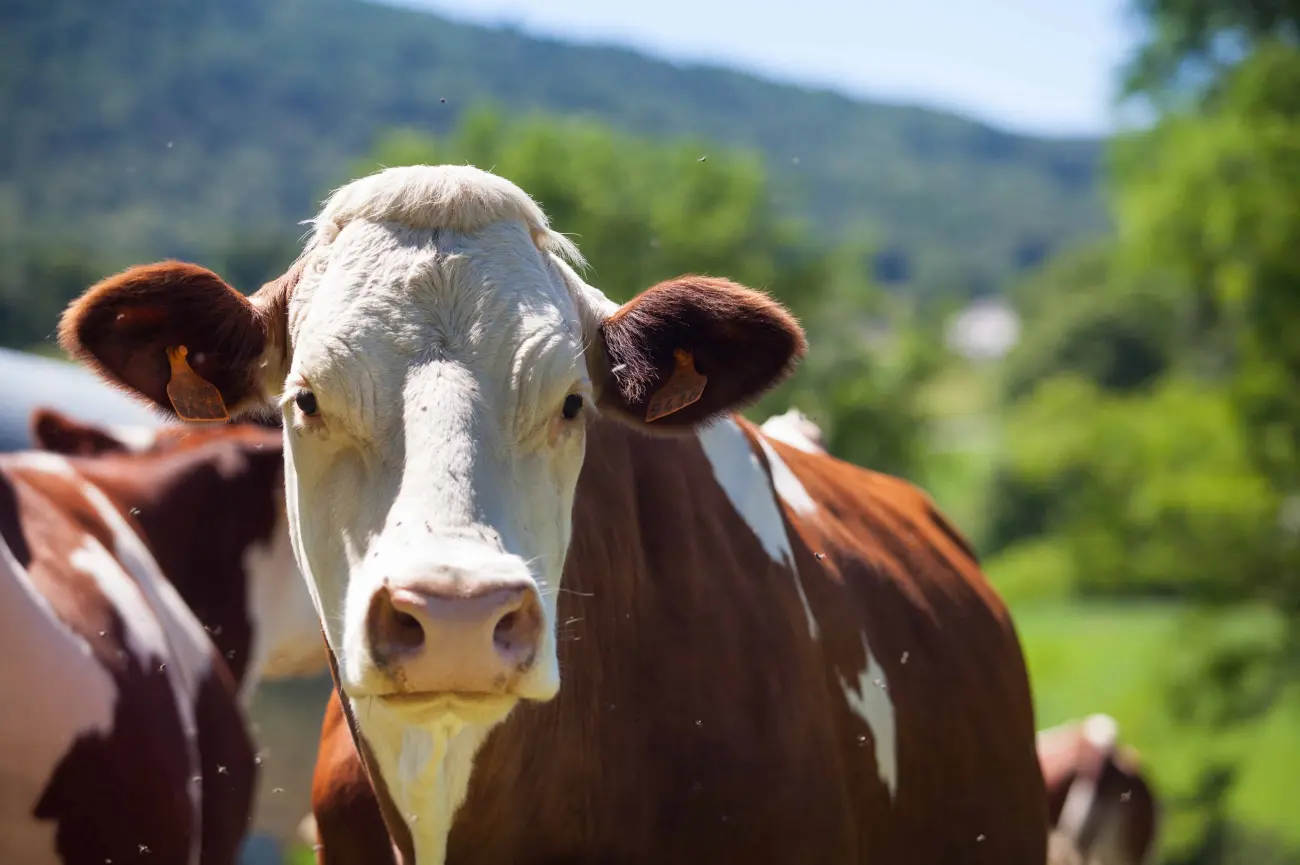 Los seres humanos matamos 222 millones de animales, ¡al día!