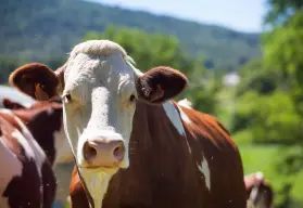 Los seres humanos matamos 222 millones de animales, ¡al día!