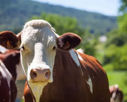 Los seres humanos matamos 222 millones de animales, ¡al día!