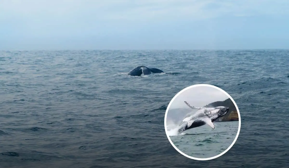 Turismo ecológico en Baja California: vive el avistamiento de la ballena gris.