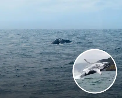 Cómo y dónde ver la ballena gris en Ensenada, Baja California este 2025