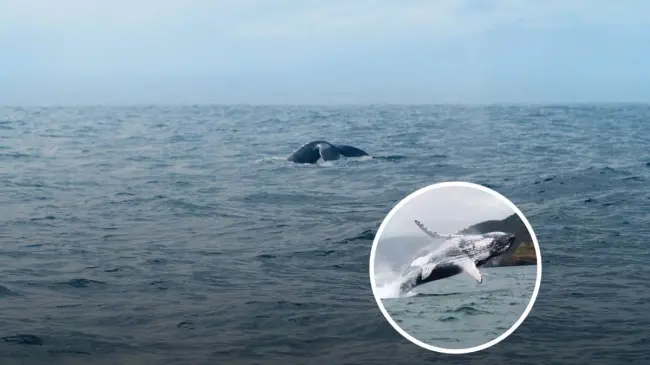 Turismo ecológico en Baja California: vive el avistamiento de la ballena gris.