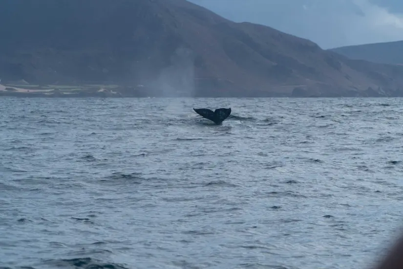 Avistamiento de ballena gris en Ensenada, Baja California.