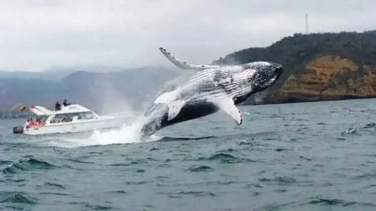 Avistamiento de ballena gris en Ensenada, Baja California.