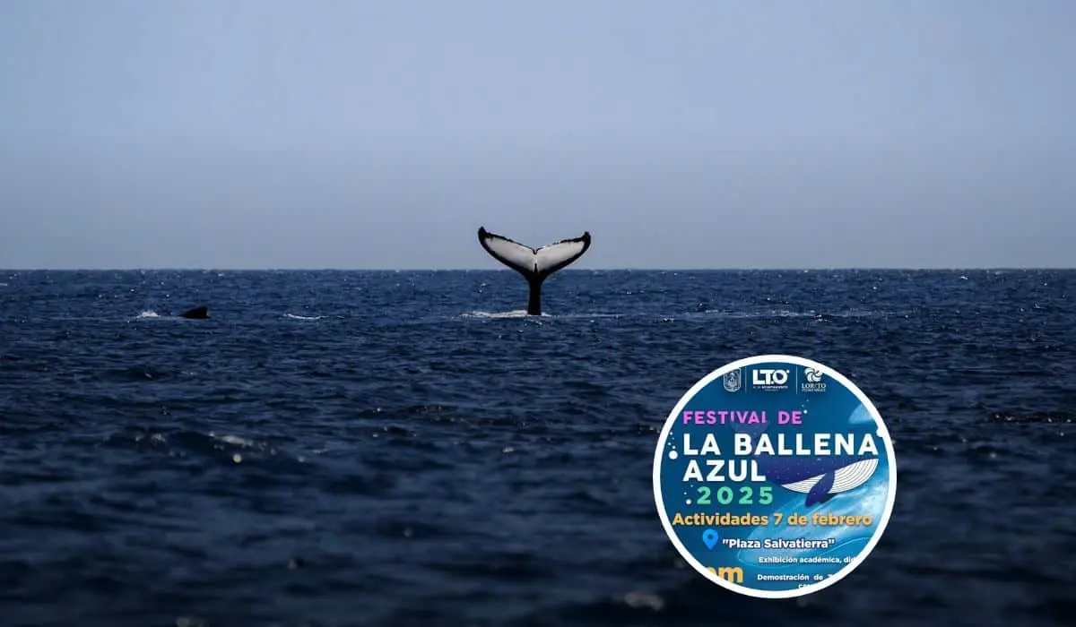 Festival de la Ballena Azul 2025.