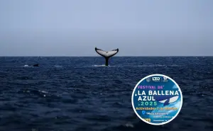 Festival de la Ballena Azul 2025 en Loreto: disfruta de un fin de semana de cultura y avistamiento de ballenas