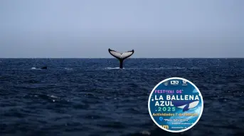 Festival de la Ballena Azul 2025 en Loreto: disfruta de un fin de semana de cultura y avistamiento de ballenas