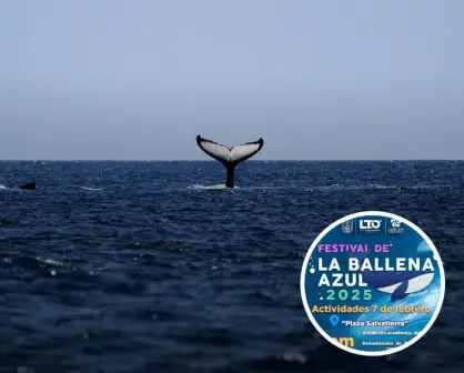 Festival de la Ballena Azul 2025 en Loreto: disfruta de un fin de semana de cultura y avistamiento de ballenas