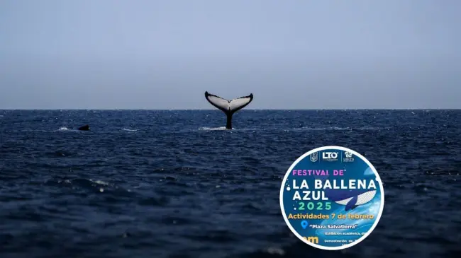Festival de la Ballena Azul 2025.